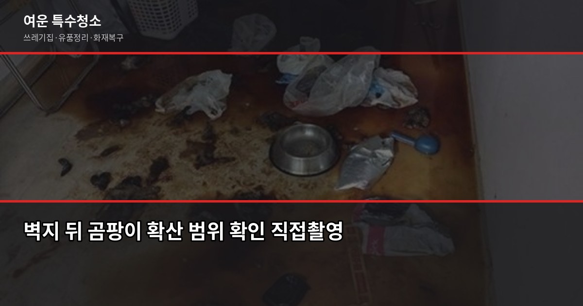 곰팡이 집 특수청소 방법, 셀프로 안 되는 이유가 있습니다 2